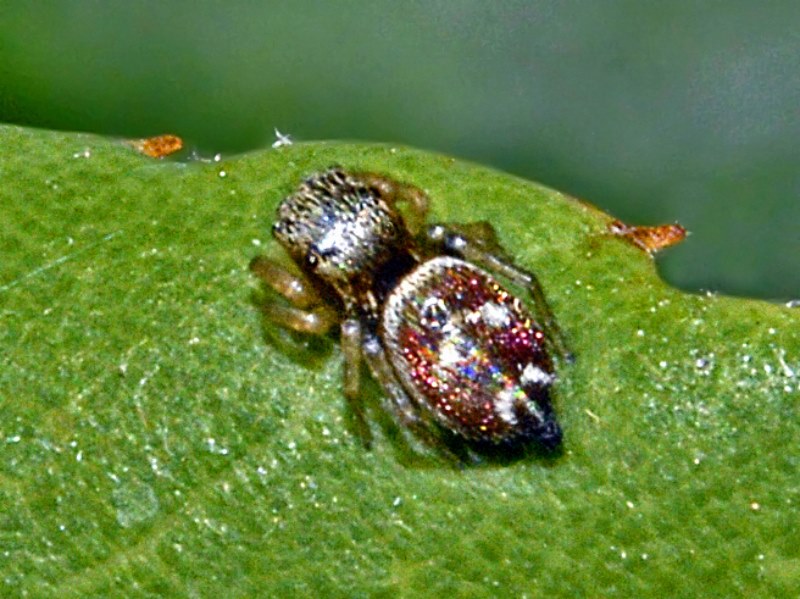 Heliophanus sp.  -  Bogliasco (GE)
